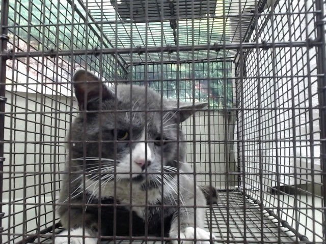 A549252 - Domestic Short Hair available for adoption