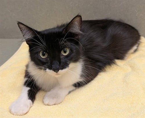 KALLIE - Domestic Medium Hair for adoption in Moreno Valley
