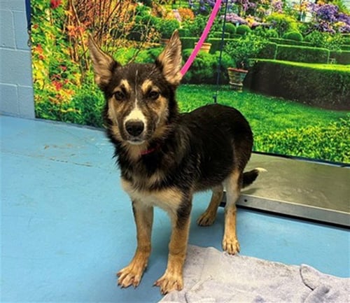 DAWN - German Shepherd Dog available for adoption