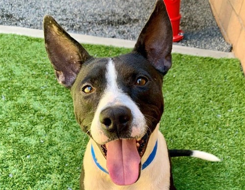 CLIFF - Pit Bull Terrier available for adoption