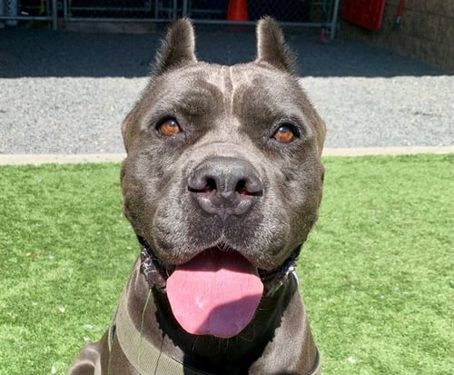 MARCY - Cane Corso Mastiff available for adoption