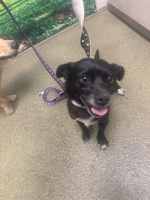 A552223 - Chihuahua available for adoption