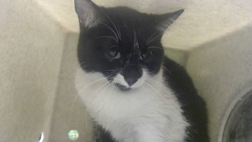 A549843 - Domestic Short Hair available for adoption