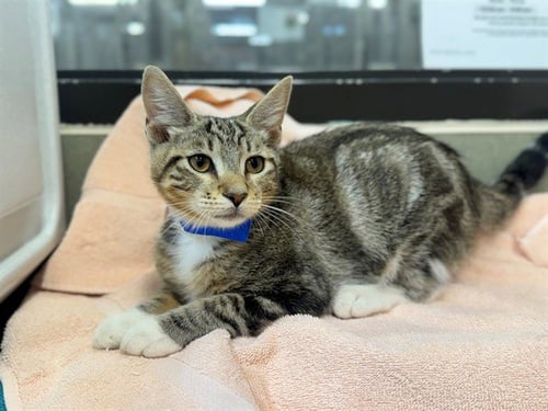 A553687 - Domestic Short Hair for adoption in Moreno Valley