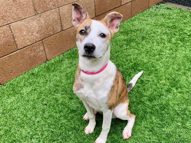 ELSPETH - Pit Bull Terrier available for adoption