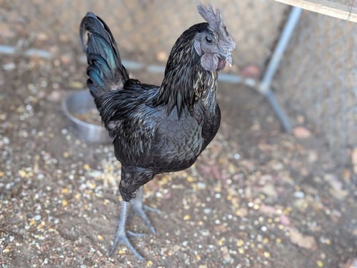 A552690 - Chicken available for adoption