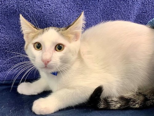 JUMPER - Domestic Short Hair for adoption in Moreno Valley