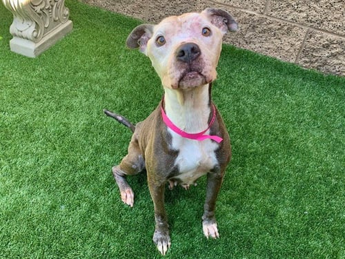 DAISY - Pit Bull Terrier available for adoption