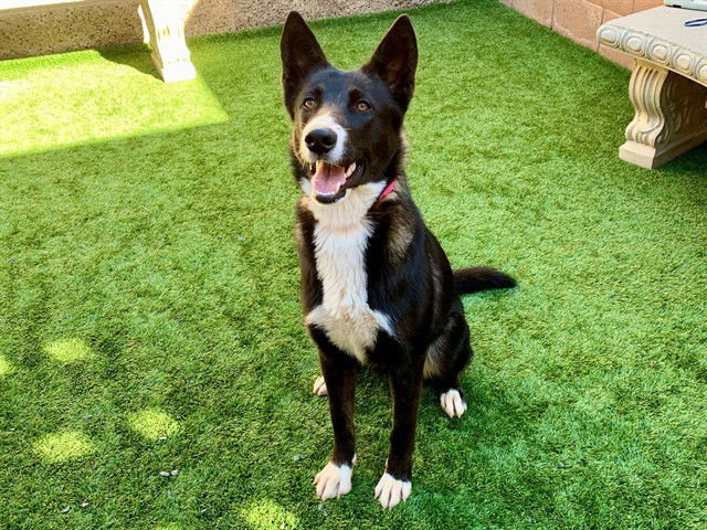 SHAUNA - Border Collie available for adoption