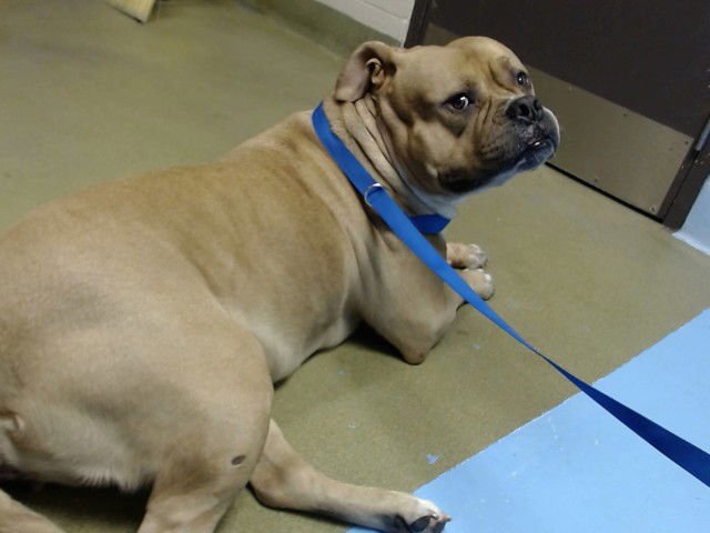 CRYSTAL - American Bulldog available for adoption