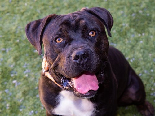 CANNOLI - Mastiff / Pit Bull Terrier available for adoption