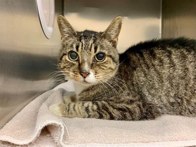 MEOWY ANTOINETTE - Domestic Short Hair available for adoption