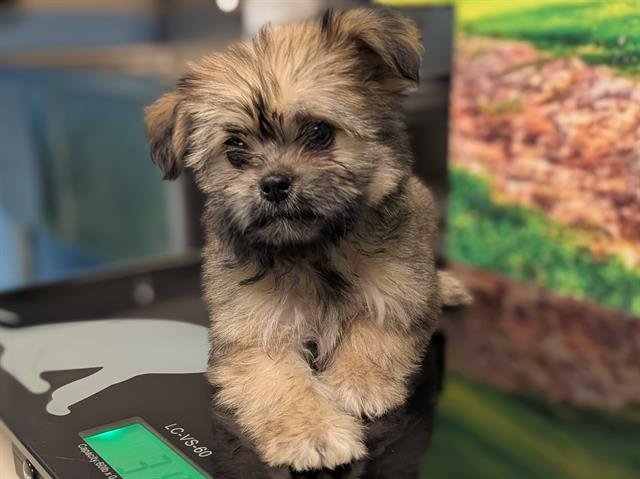 A549419 - Yorkshire Terrier Yorkie / Chihuahua available for adoption