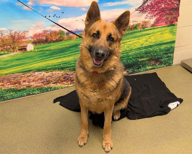 JULIE - German Shepherd Dog available for adoption