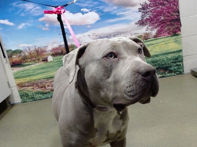 ARIEL - Pit Bull Terrier available for adoption