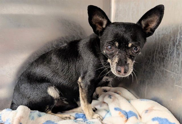 BARRON - Chihuahua available for adoption