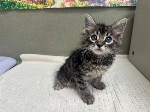 A554266 - Domestic Long Hair available for adoption