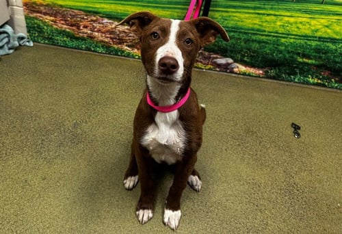 A551451 - Border Collie available for adoption