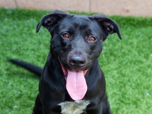 ALLIE - Labrador Retriever / Border Collie available for adoption