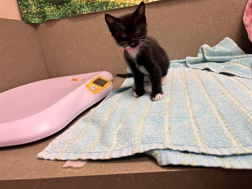 A554567 - Domestic Short Hair available for adoption