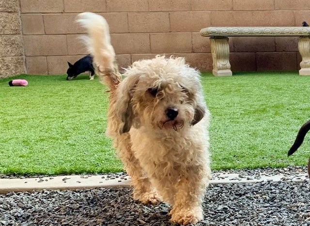 A548213 - Poodle (Miniature) available for adoption