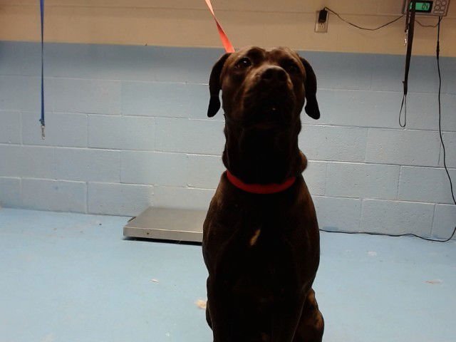 MONA - Pit Bull Terrier available for adoption