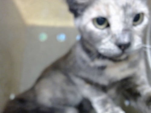 A552637 - Domestic Short Hair available for adoption