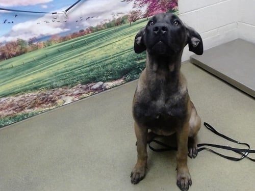 A554258 - Belgian Shepherd Malinois available for adoption