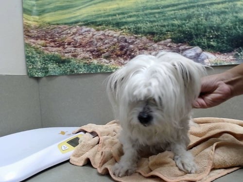 A549758 - Terrier available for adoption