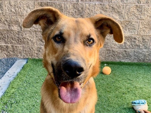 MARK - German Shepherd Dog available for adoption