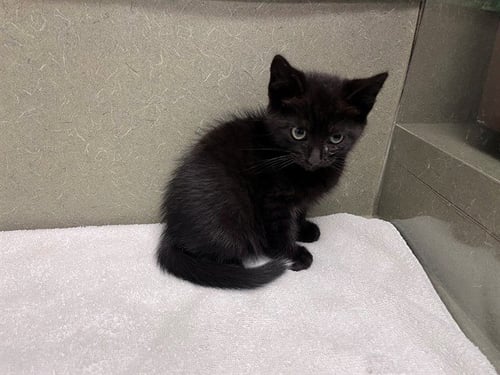 A550925 - Domestic Short Hair available for adoption