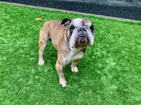 MAZI - Photo 1