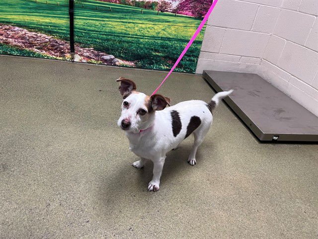 MANCHAS - Parson Russell Terrier / Chihuahua available for adoption