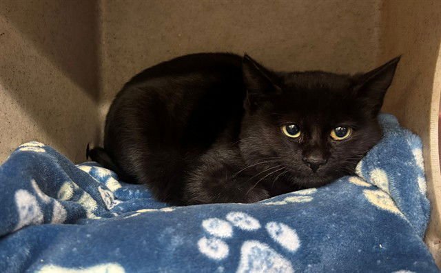 A548577 - Domestic Short Hair available for adoption