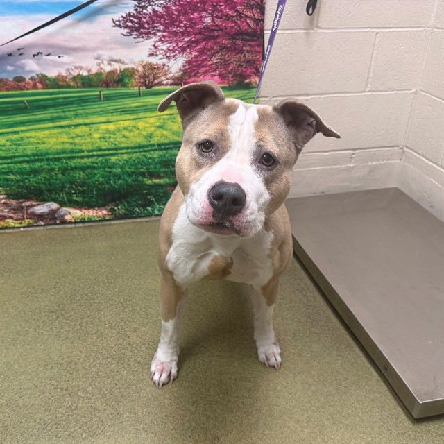 HANNAH - Pit Bull Terrier available for adoption