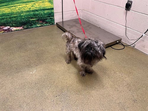 A554988 - Shih Tzu available for adoption
