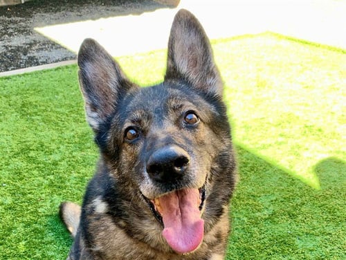SHELBY - German Shepherd Dog available for adoption