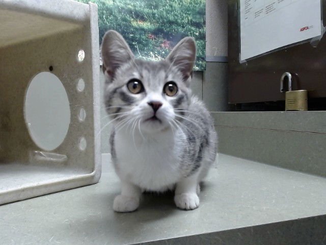 SARA - Domestic Short Hair available for adoption