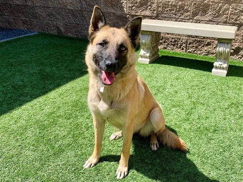 KLARA - Belgian Shepherd Malinois available for adoption