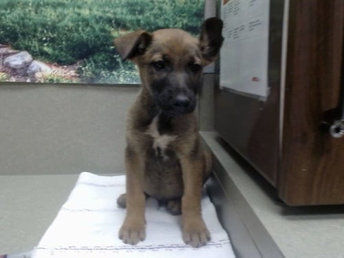 A552233 - Belgian Shepherd Malinois available for adoption