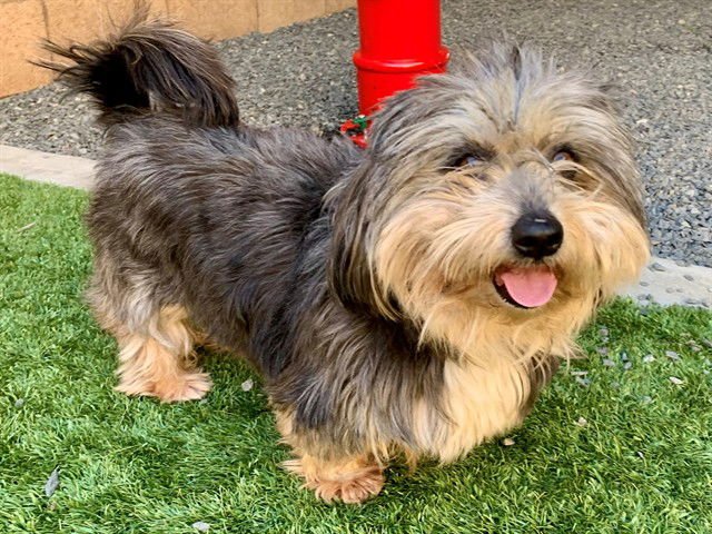 LUCILLE - Terrier available for adoption