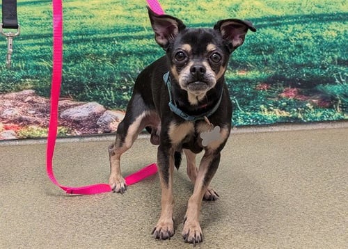 ROCKY - Chihuahua available for adoption