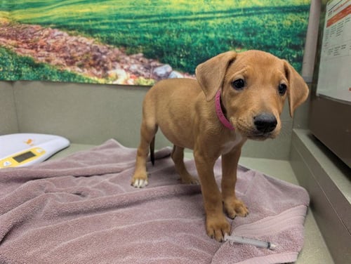 A554078 - Labrador Retriever available for adoption