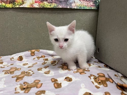A551126 - Domestic Short Hair available for adoption