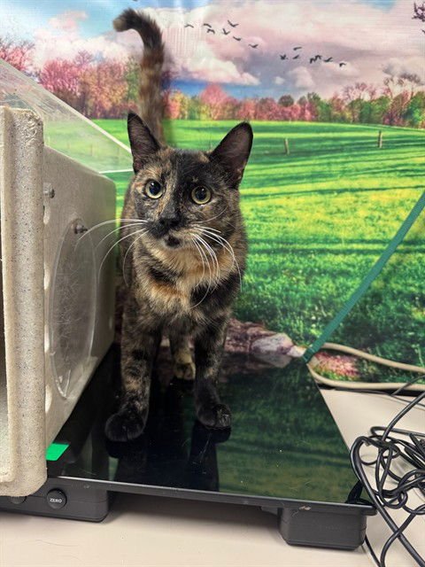 A548343 - Domestic Short Hair available for adoption