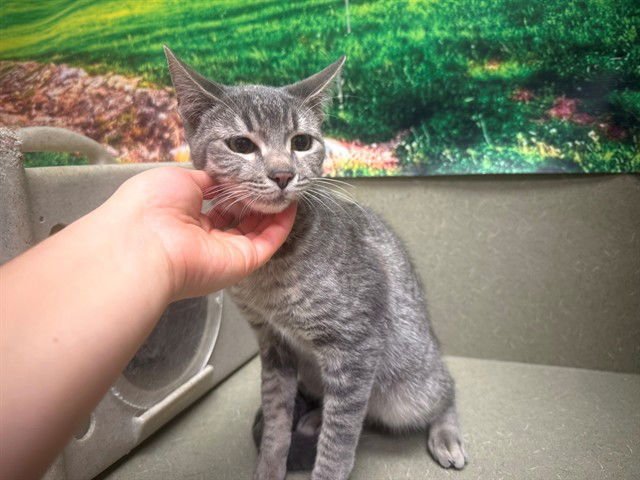 A548307 - Domestic Short Hair available for adoption