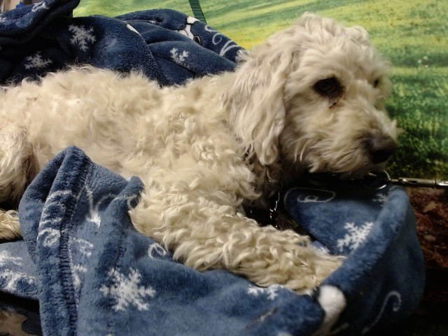 OLLIE - Poodle (Miniature) available for adoption