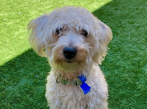 DONATELLO - Poodle (Miniature) / Maltese available for adoption