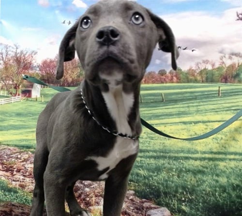 SANDY - Pit Bull Terrier available for adoption