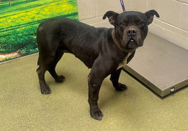 PARSLEY - Pit Bull Terrier available for adoption